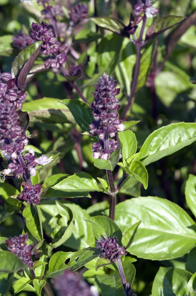 Basil Seeds - Cinnamon - Alliance of Native Seedkeepers - Basil