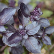 Basil Seeds - Purple Dark Opal - Alliance of Native Seedkeepers - Basil