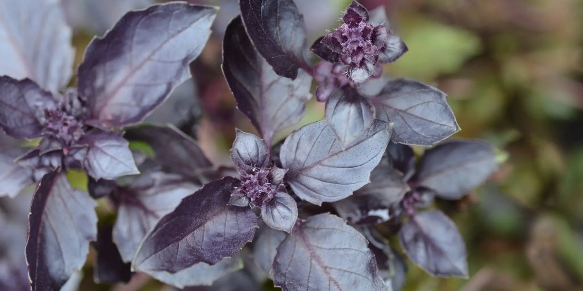 Basil Seeds Purple Dark Opal Alliance of Native Seedkeepers