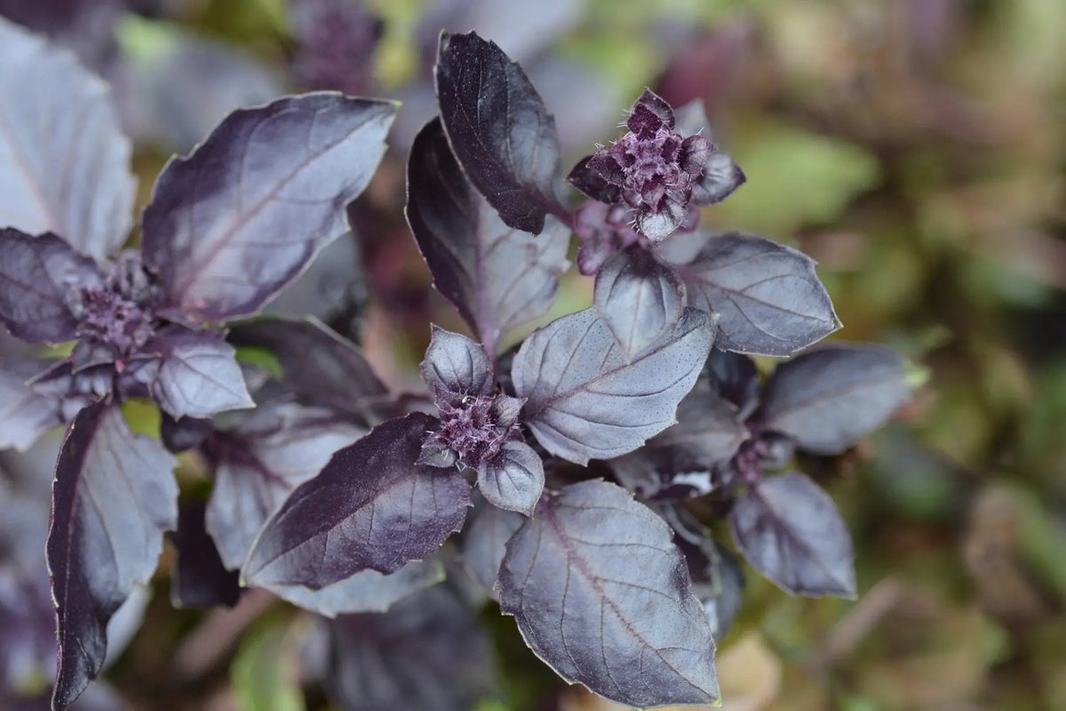 Basil Seeds Purple Dark Opal Alliance of Native Seedkeepers