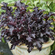 Basil Seeds - Purple Ruffles - Alliance of Native Seedkeepers -