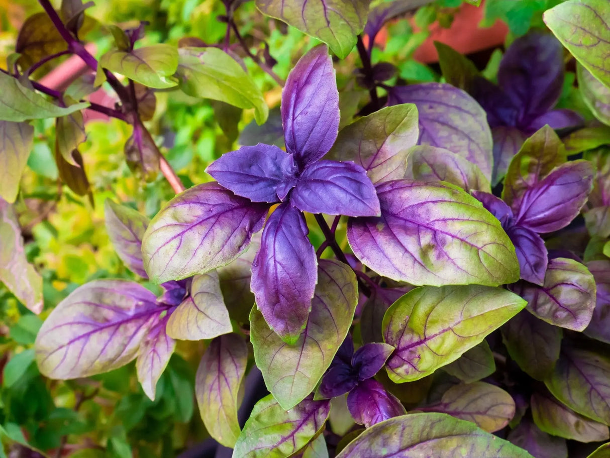 Basil Seeds - Red Rubin - Alliance of Native Seedkeepers - Basil