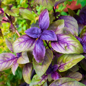 Basil Seeds - Red Rubin - Alliance of Native Seedkeepers - Basil