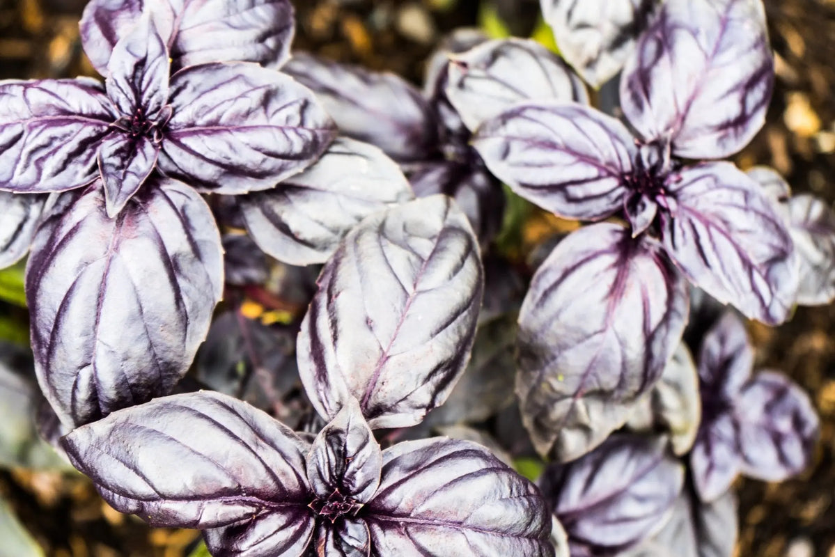 Basil Seeds Sweet Amethyst Improved Alliance of Native Seedkeepers