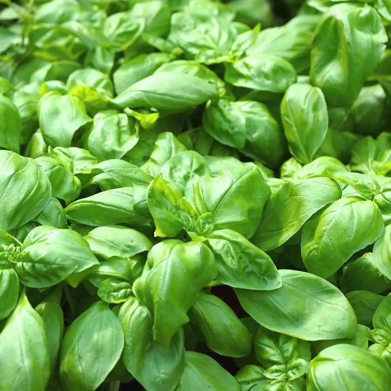 Basil Seeds - Sweet Genovese - Alliance of Native Seedkeepers - Basil