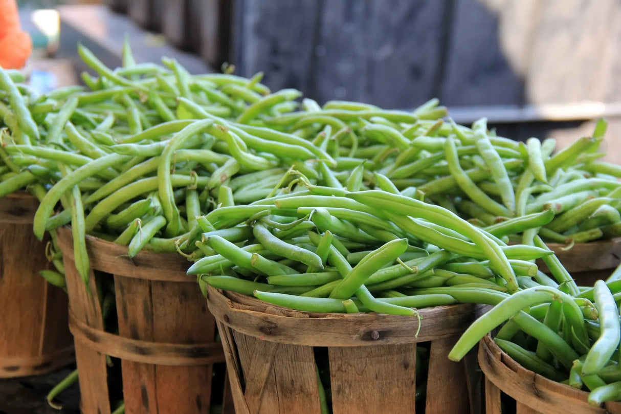 Bean Seeds - Contender, Bluff Valentine - Alliance of Native Seedkeepers - Beans