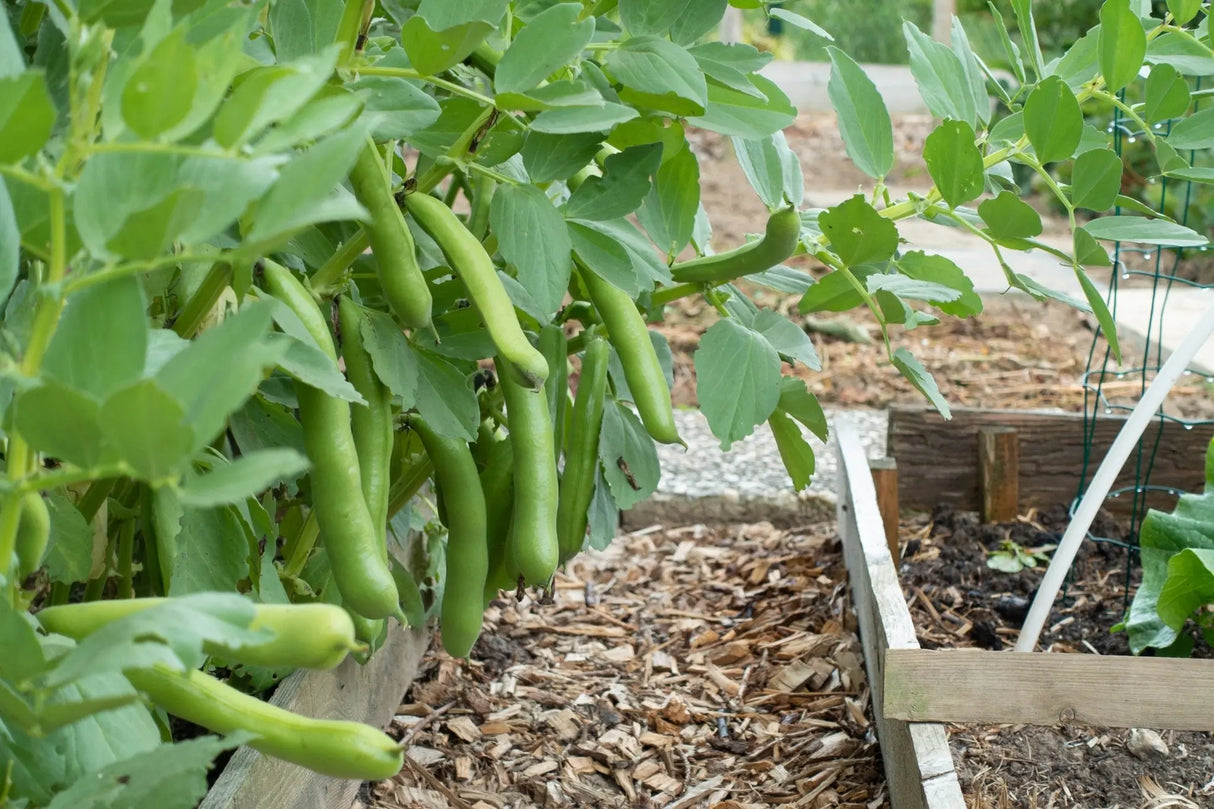 Bean Seeds - Fava - Broad Windsor - Alliance of Native Seedkeepers - 5. Legumes