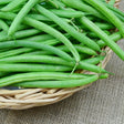 Bean Seeds - Provider Bush Beans - Alliance of Native Seedkeepers - Beans