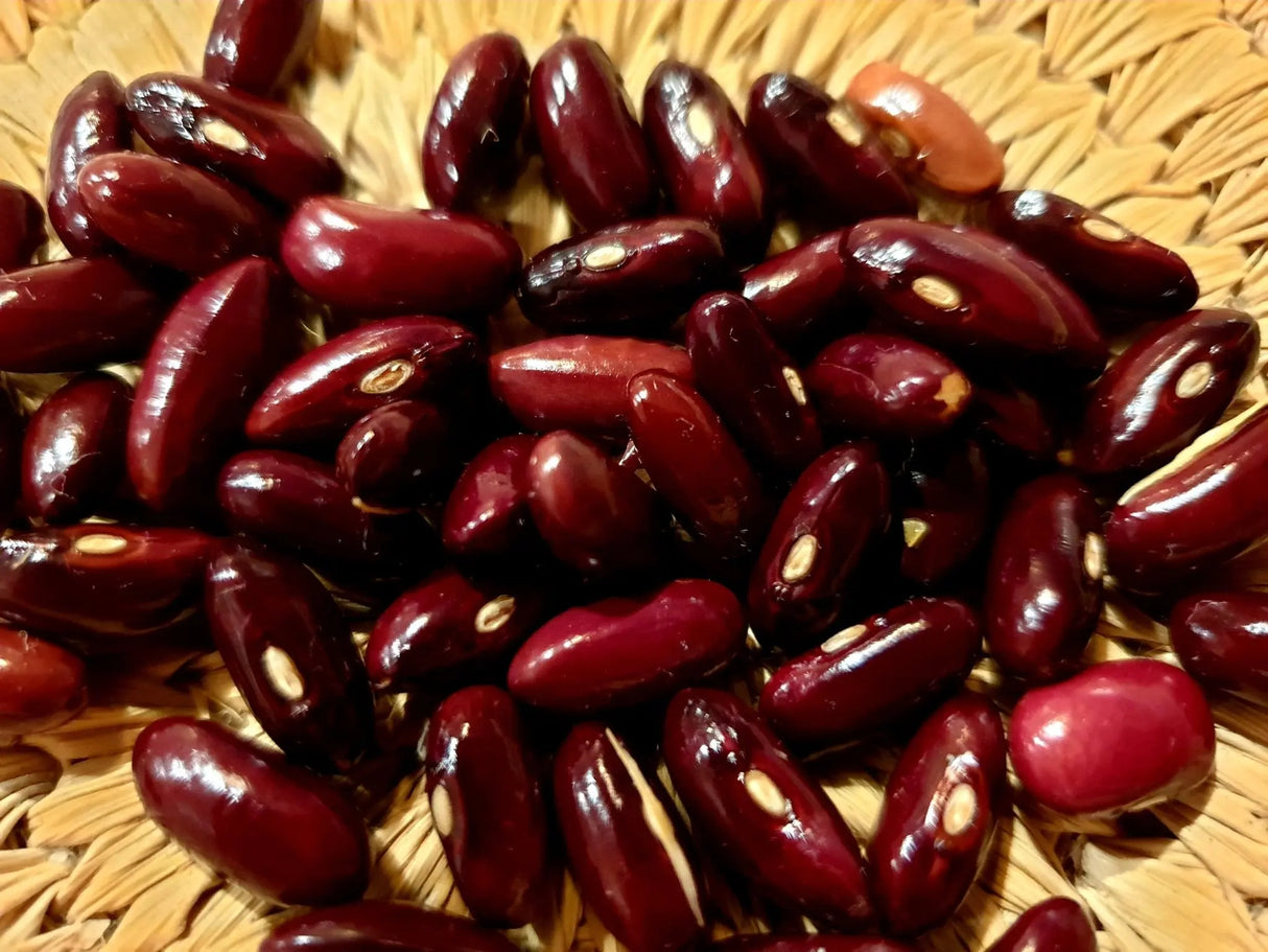 Bean Seeds - Provider Bush Beans - Alliance of Native Seedkeepers - Beans