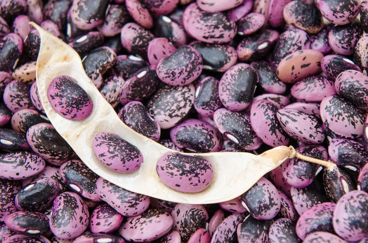 Bean Seeds - Runner - Bear Paw - Alliance of Native Seedkeepers - Beans