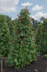 Bean Seeds - Runner - Bear Paw - Alliance of Native Seedkeepers - Beans