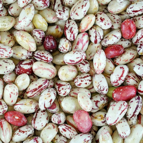 Bean Seeds - Taylor Dwarf Horticulture - Alliance of Native Seedkeepers - Beans