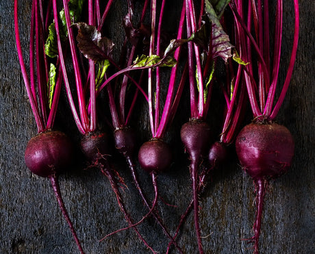 Beet Seeds - Bull's Blood - Alliance of Native Seedkeepers - Beets