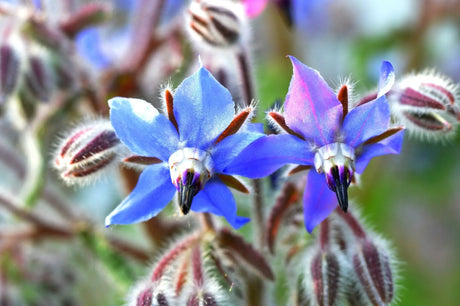 Borage Seeds - Blue - Alliance of Native Seedkeepers - Borage