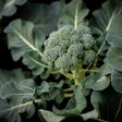 Broccoli Seeds - Di Cicco - Alliance of Native Seedkeepers - Broccoli