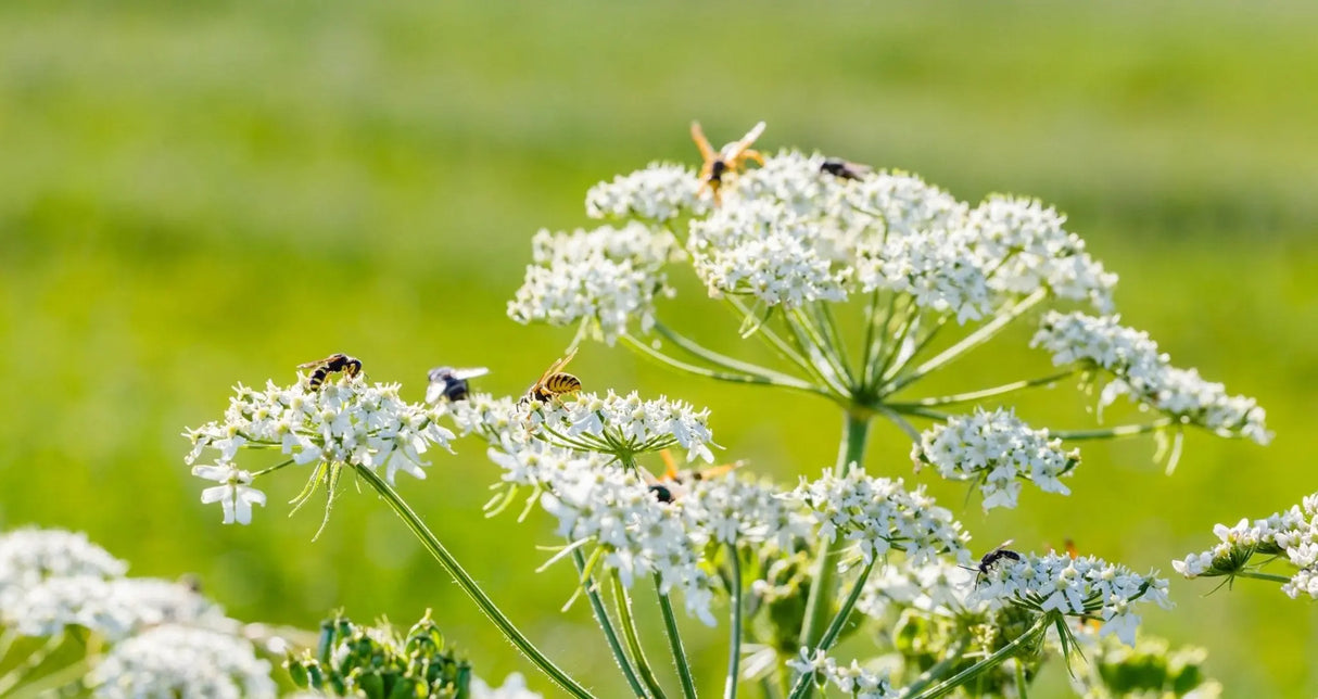 Caraway Seeds - Alliance of Native Seedkeepers - Caraway