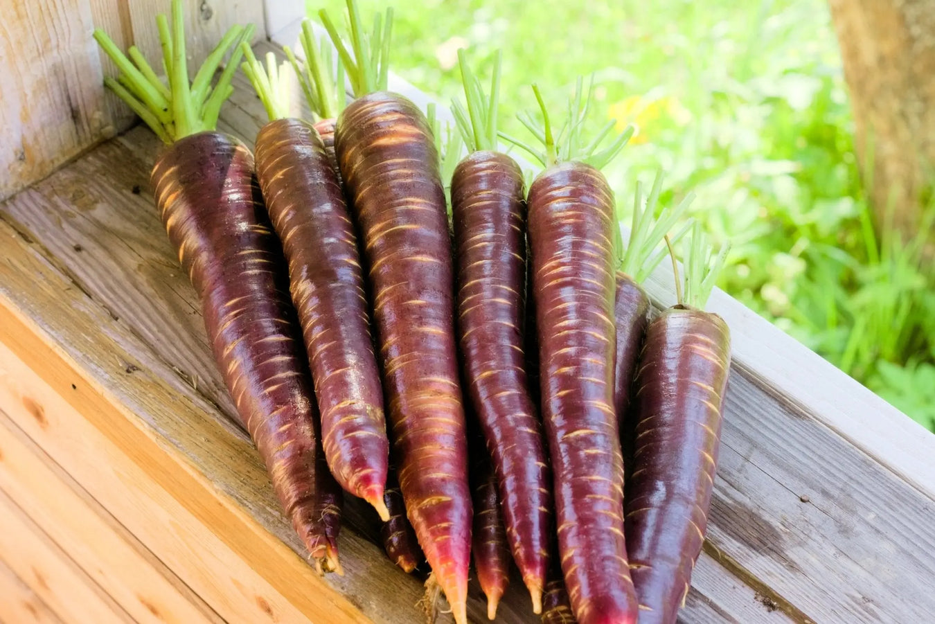 Heirloom Carrot Seeds