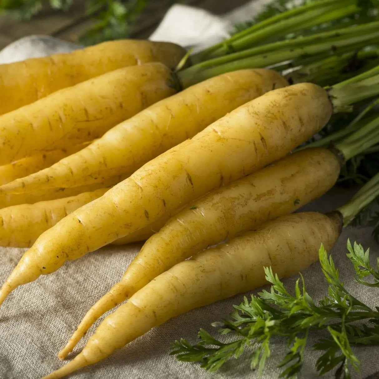 Carrot Seeds - Yellowstone - Alliance of Native Seedkeepers - Carrots