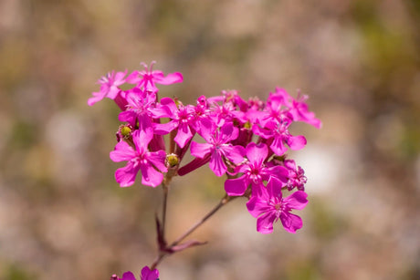 Catchfly Seeds - Alliance of Native Seedkeepers - 3. All Flowers