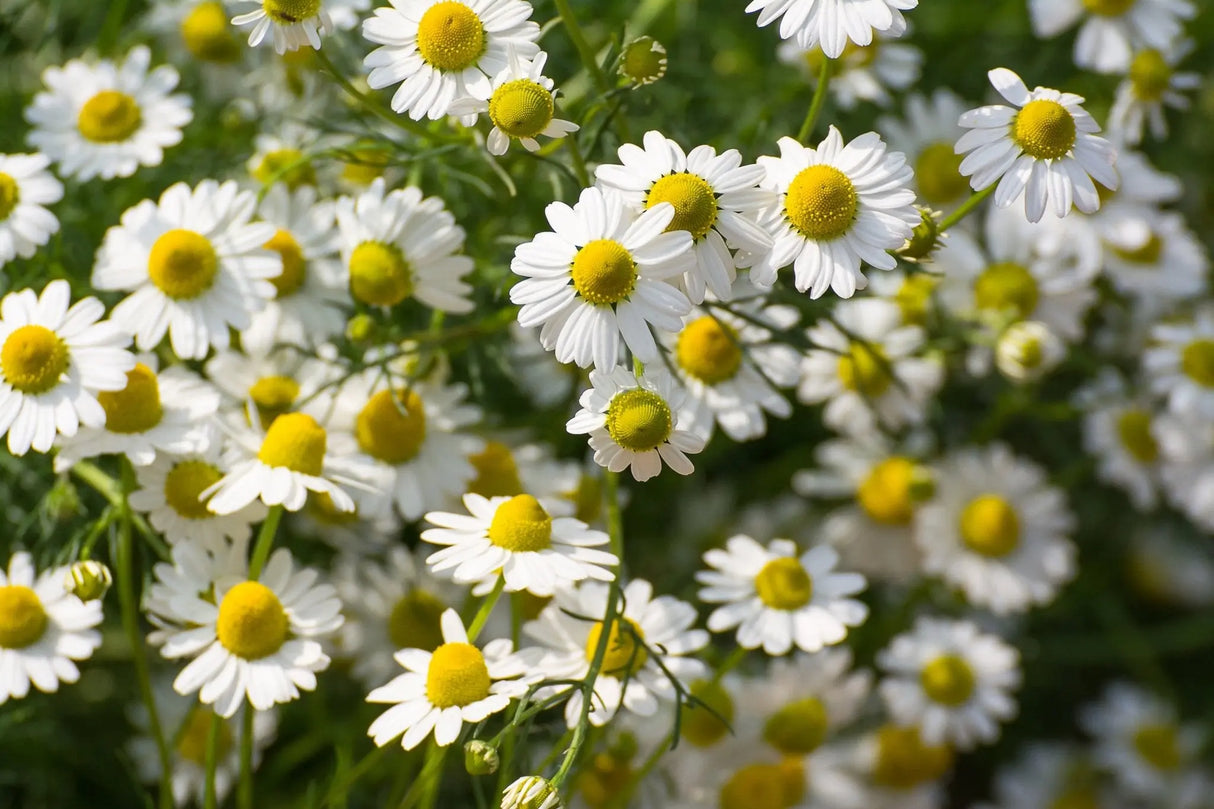 Chamomile Seeds - German - Alliance of Native Seedkeepers - 4. All Herbs