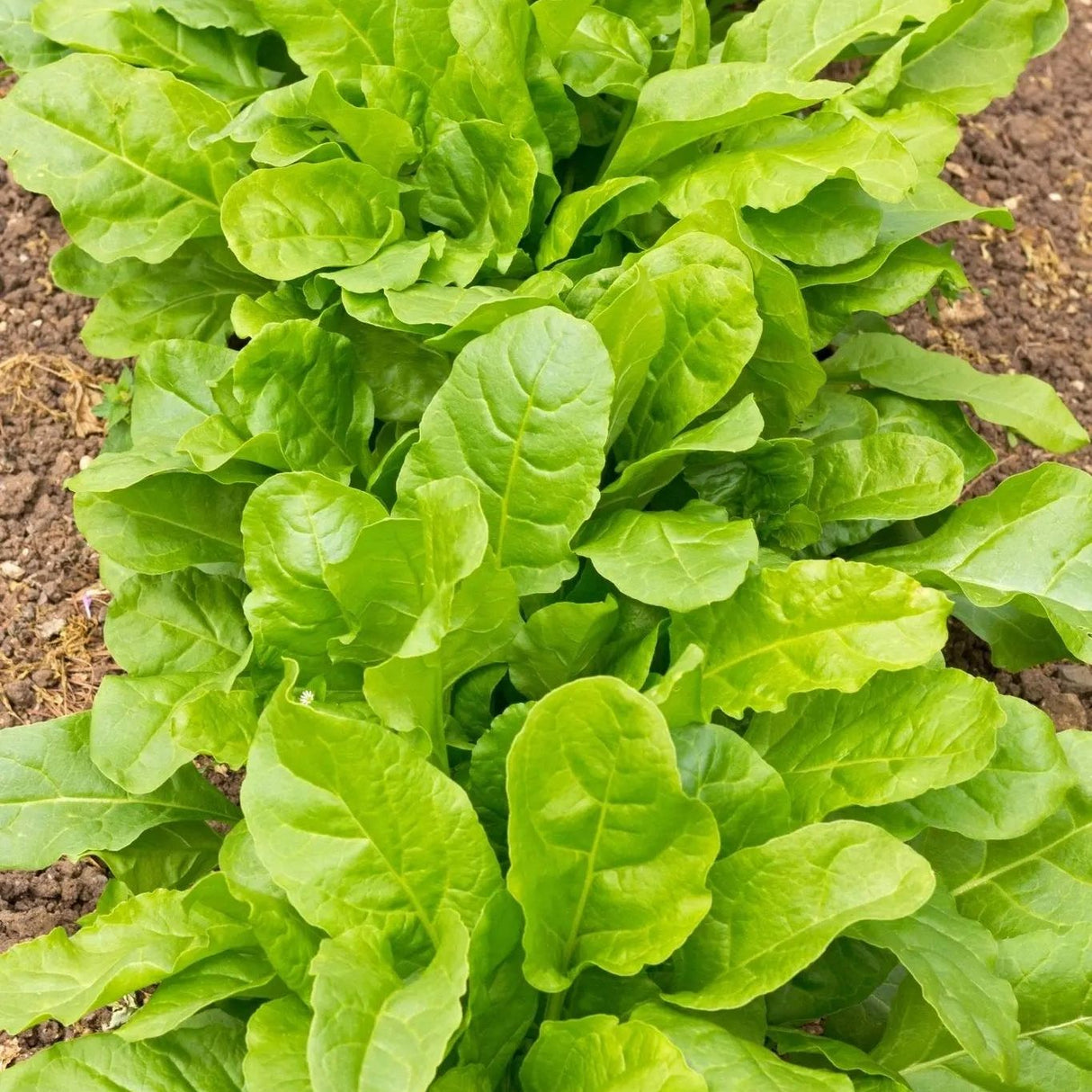 Chard Seeds - Perpetual Spinach - Alliance of Native Seedkeepers - Spinach