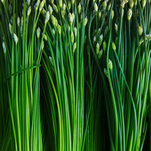 Chive Seeds - Garlic Chives - Alliance of Native Seedkeepers - 4. All Herbs