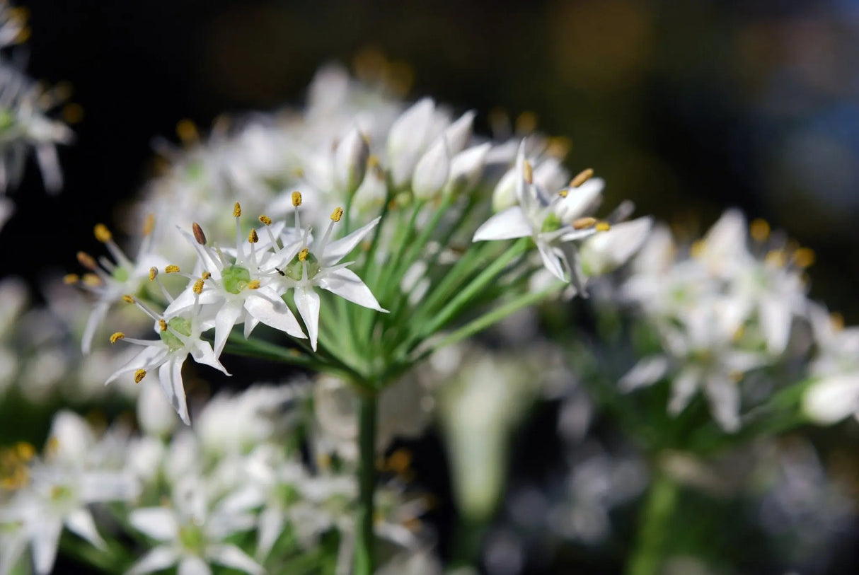 Chive Seeds - Garlic Chives - Alliance of Native Seedkeepers - 4. All Herbs