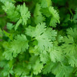 Cilantro Seeds - Slow Bolting - Alliance of Native Seedkeepers - 4. All Herbs