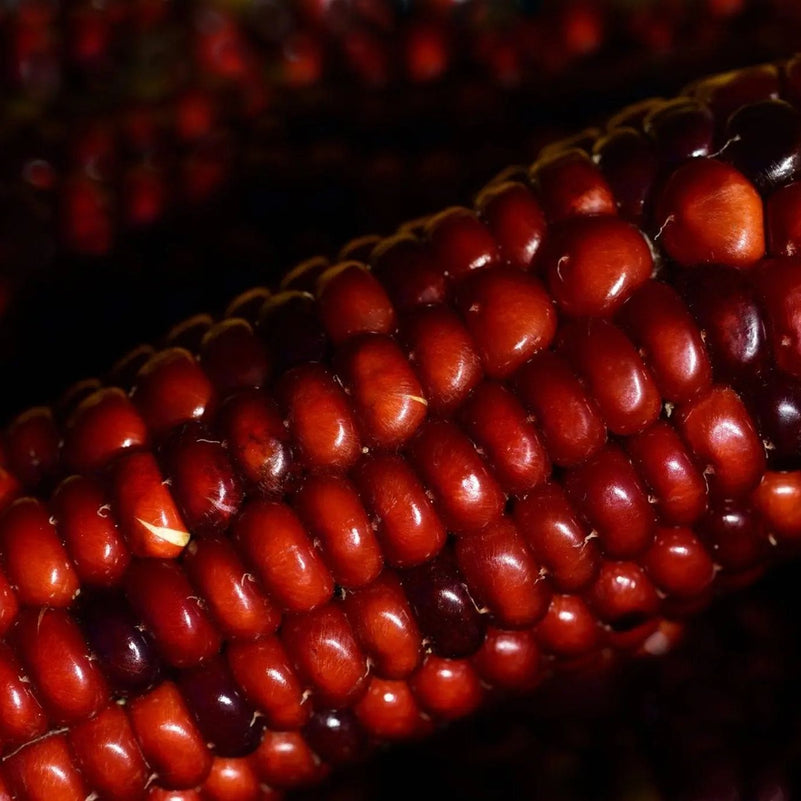 Red corn deals