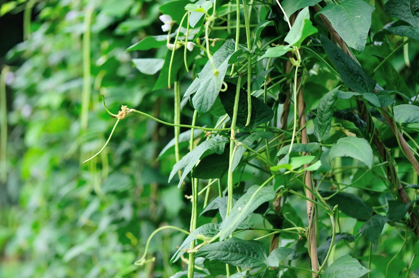 Heirloom Pea Seeds