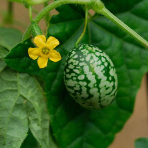 Cucamelon - Mexican Sour Gherkin - Alliance of Native Seedkeepers - 1. All Vegetables