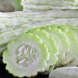 Cucumber Seeds - Armenian Cucumber - Alliance of Native Seedkeepers - 2. All Fruits