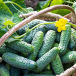 Cucumber Seeds - Boston Pickling - Alliance of Native Seedkeepers - Cucumbers