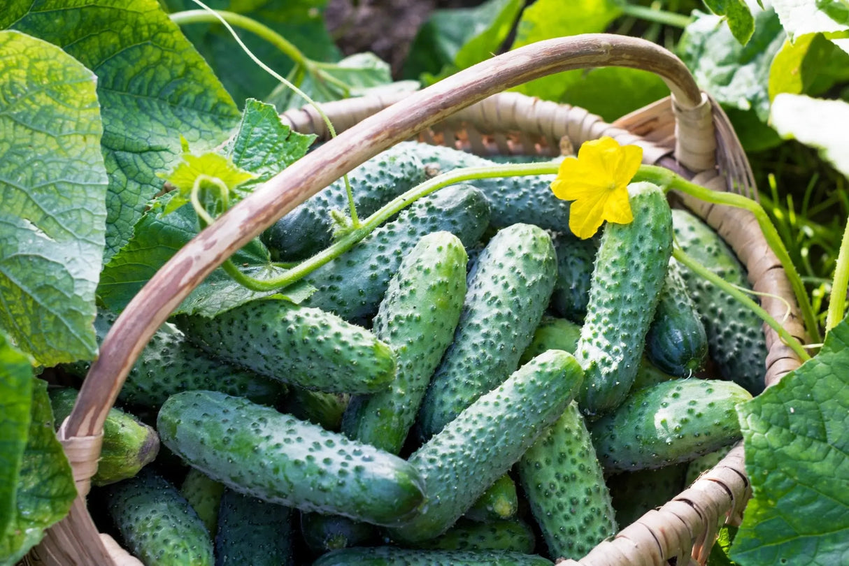 Cucumber Seeds - Boston Pickling - Alliance of Native Seedkeepers - Cucumbers