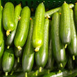 Cucumber Seeds - Muncher Burpless - Alliance of Native Seedkeepers - 1. All Vegetables