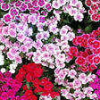 Dianthus Seeds - Mixed Pinks - Alliance of Native Seedkeepers - Perennials