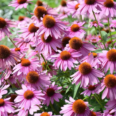 Echinacea Seeds - Purple Coneflower - Alliance of Native Seedkeepers - Perennials