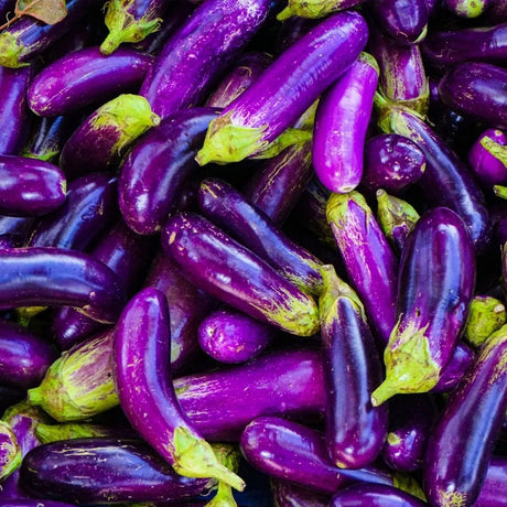 Eggplant Seeds - Pingtung Long - Alliance of Native Seedkeepers - Eggplant