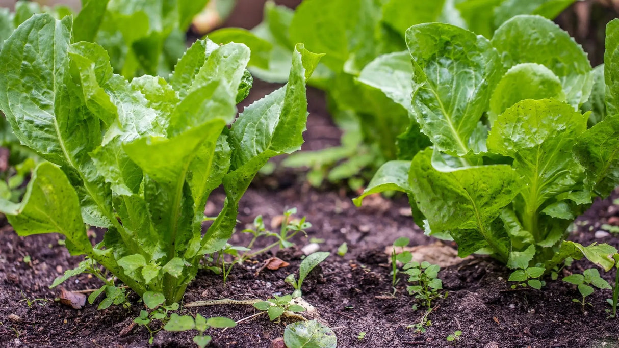 Endive Seeds - Broadleaf Batavian - Alliance of Native Seedkeepers - Endive