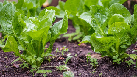 Endive Seeds - Broadleaf Batavian - Alliance of Native Seedkeepers - Endive