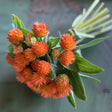 Gomphrena Seeds - QIS Orange - Alliance of Native Seedkeepers -