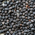 Grabanzo Seeds - Black Sicilian - Alliance of Native Seedkeepers - Garbanzo