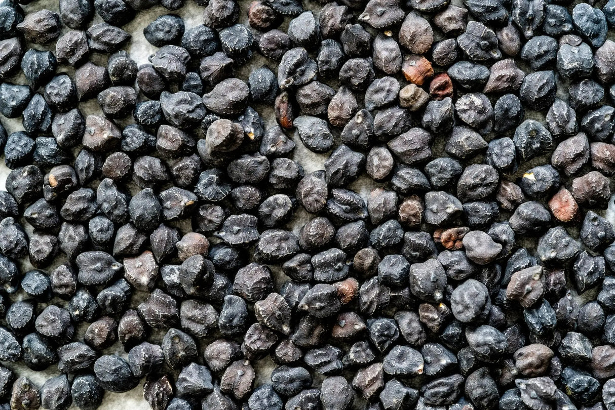 Grabanzo Seeds - Black Sicilian - Alliance of Native Seedkeepers - Garbanzo