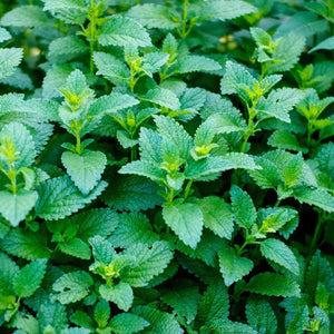 Lemon Balm Seeds - Alliance of Native Seedkeepers - 4. All Herbs