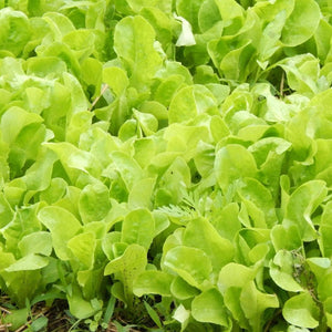 Lettuce Seeds - Buttercrunch - Alliance of Native Seedkeepers - 1. All Vegetables