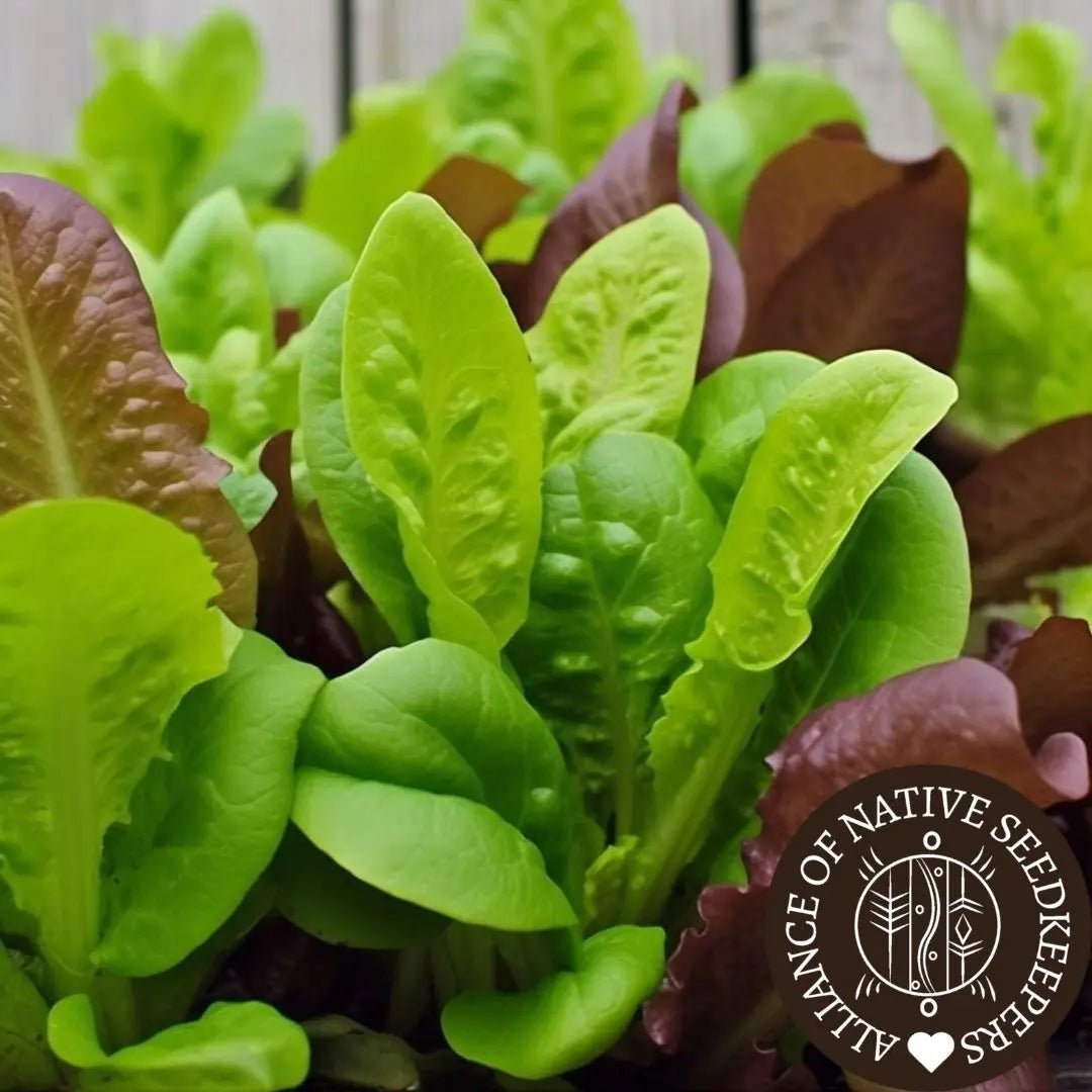 Heirloom Lettuce Seeds