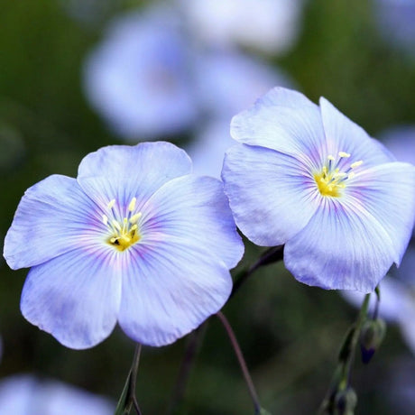 Linum Seeds - Blue Flax - Alliance of Native Seedkeepers - 4. All Herbs