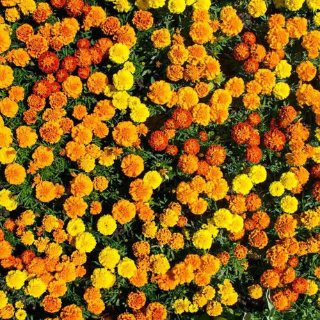 Marigold Seeds- Crackerjack Mixed - Alliance of Native Seedkeepers - 3. All Flowers