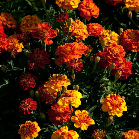 Marigold Seeds - Dwarf French Mixed - Alliance of Native Seedkeepers - 3. All Flowers