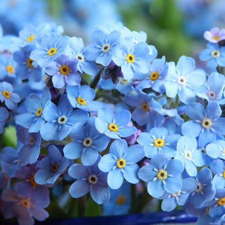 Myosotis (Forget-Me-Not) Seeds - Compindi - Alliance of Native Seedkeepers - 3. All Flowers